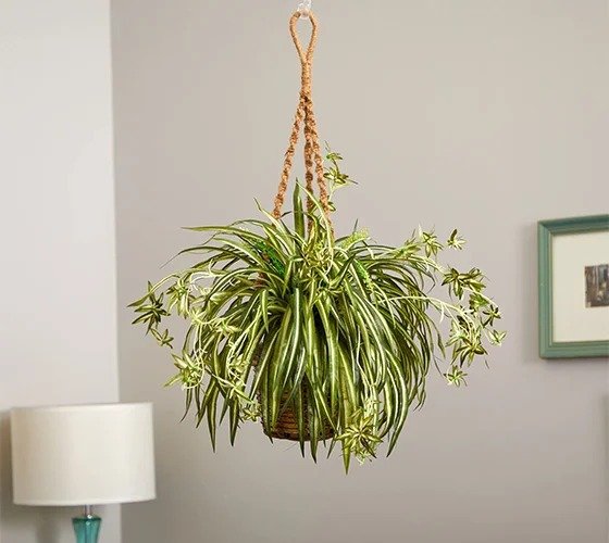 Spider Plant